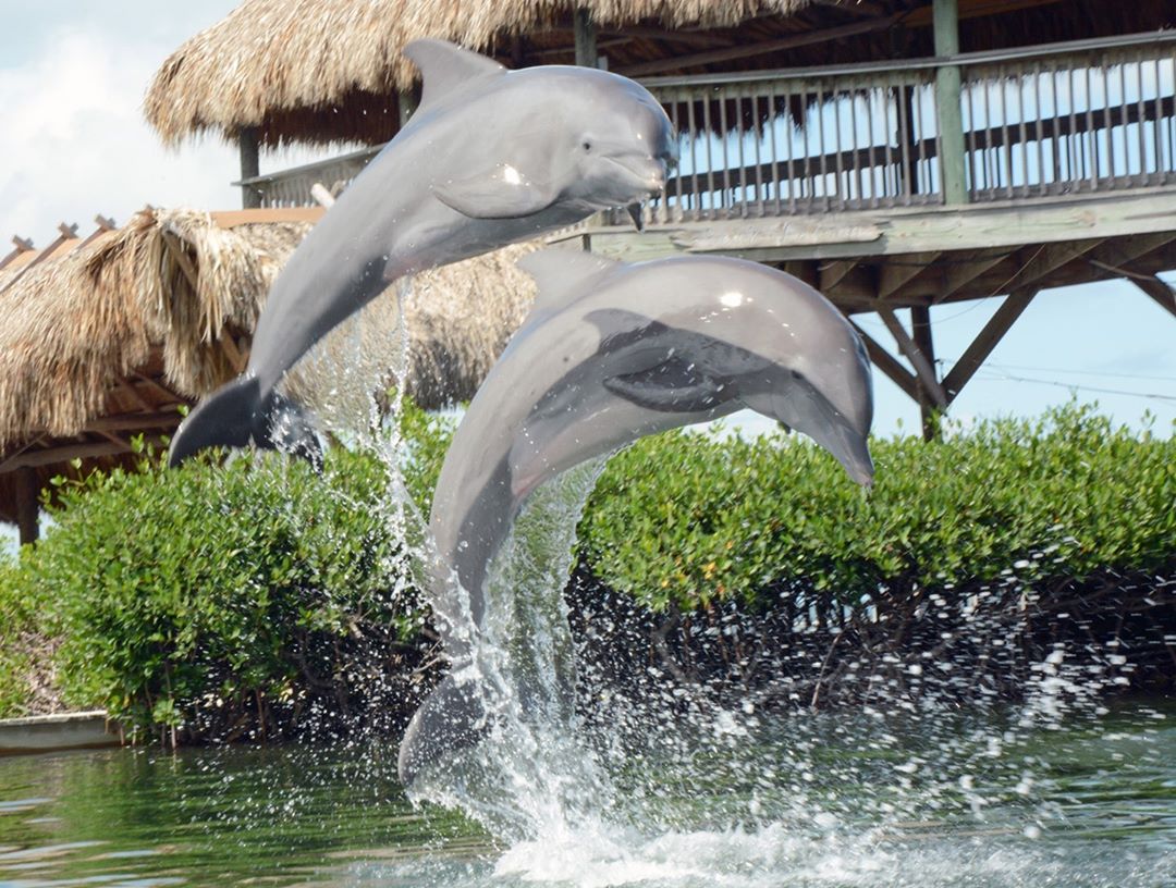 visiting-marathons-dolphin-research-center-coco-plum-vacation-rentals